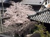 桜の季節
