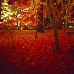 紅葉見に行ってみました！