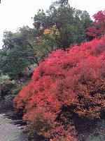 紅葉1.jpg